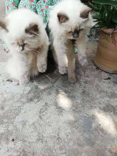 Himalayan cat pair for sale| pure breed himalayan kittens|4 months age 3