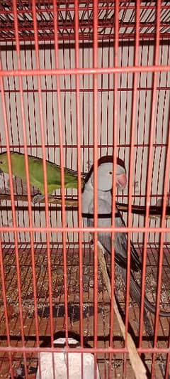 Indian greyring and green parrot