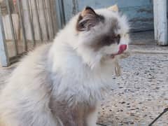 Persian adult cat best for breed