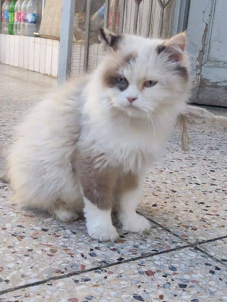 Persian adult cat best for breed 2