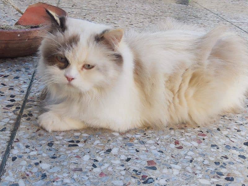 Persian adult cat best for breed 4