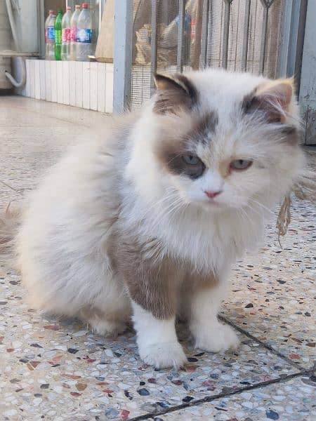 Persian adult cat best for breed 5