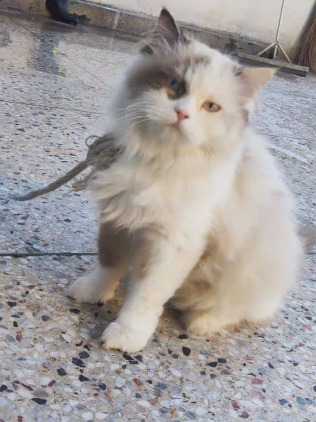 Persian adult cat best for breed 6