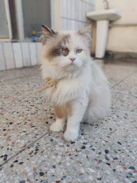 Persian adult cat best for breed 7