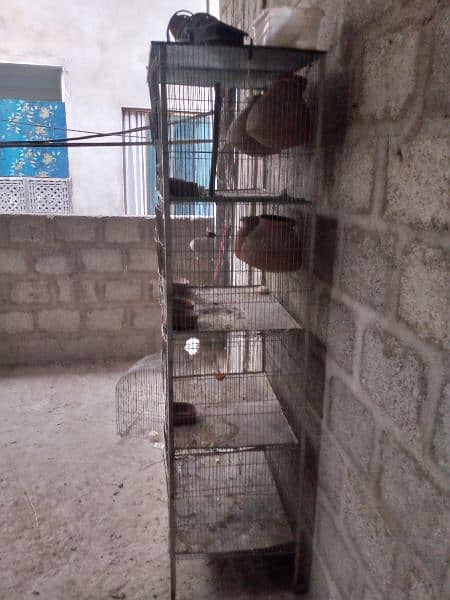 Birds cages 3