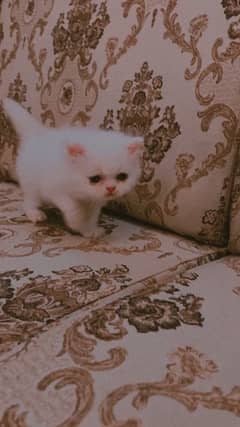Persian kitten punch face