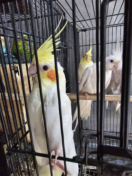 cockatiel 3