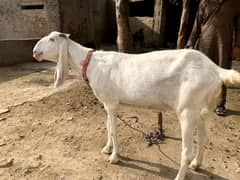 rajanpuri goat for sale