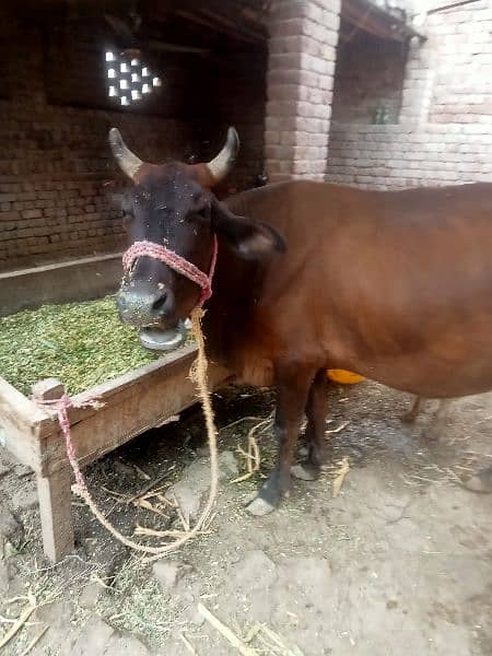 cow for sell 2