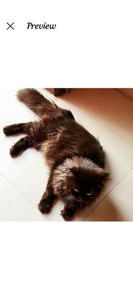 Persian cat 2