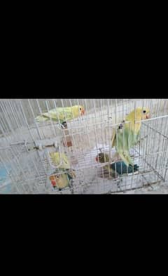 birds for sale 03113945468 call and wtsap