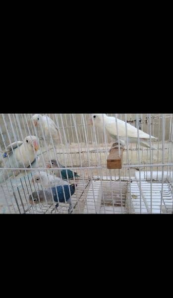 birds for sale 03113945468 call and wtsap 3
