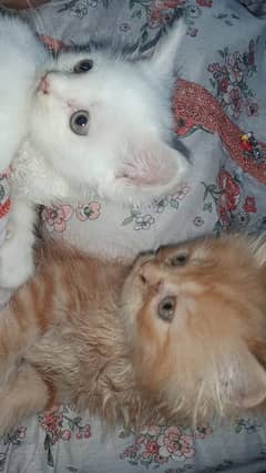 Persian Kittens 0