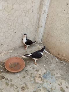 sherai pair for sale