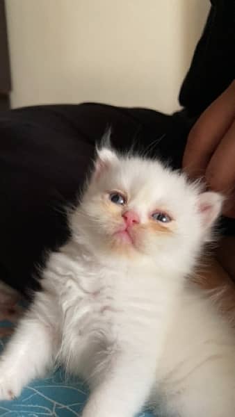 Persian Kitten 0