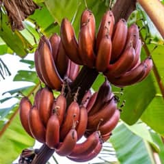 indian Red banana tree available