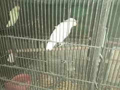 love bird with 4 portion cage