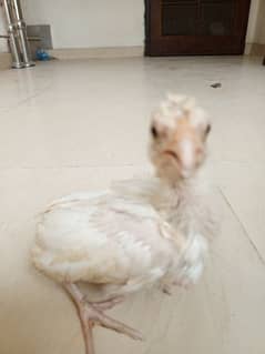 Heera aseel chicks available 0