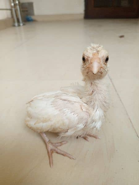 Heera aseel chicks available 1