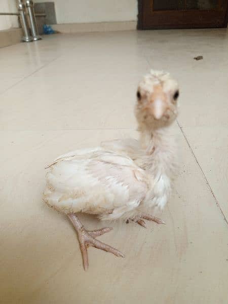 Heera aseel chicks available 2