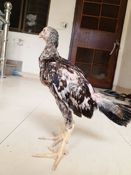 Heera aseel chicks available 8