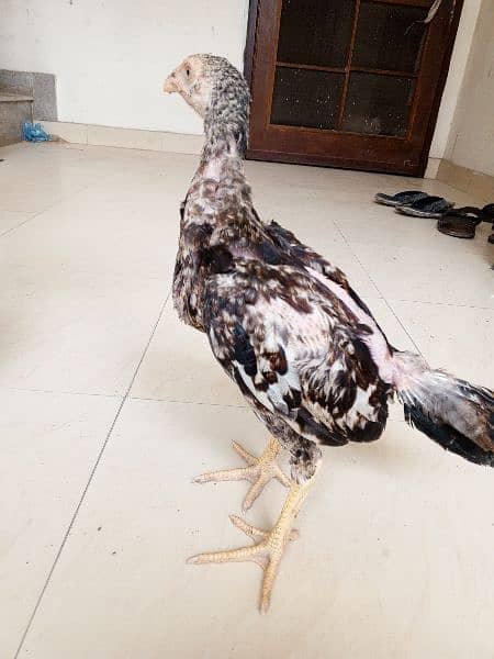 Heera aseel chicks available 9