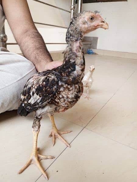 Heera aseel chicks available 11