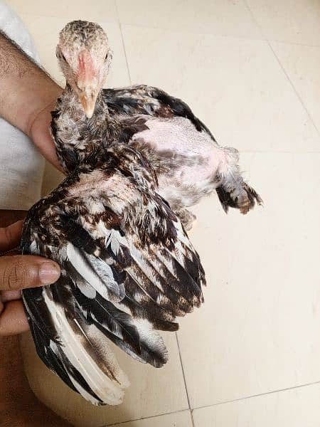 Heera aseel chicks available 16