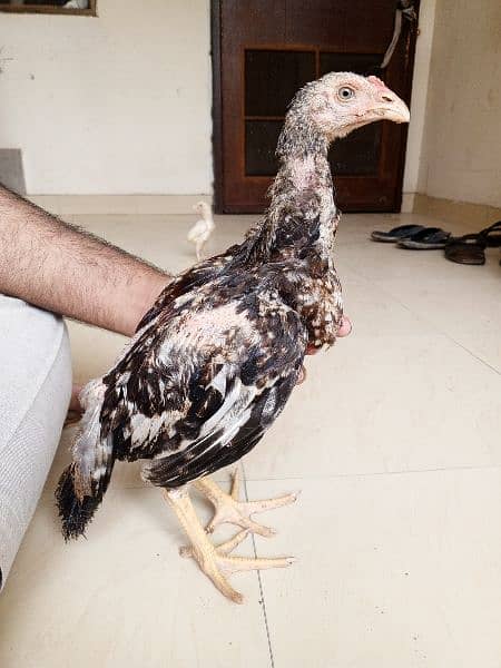 Heera aseel chicks available 18