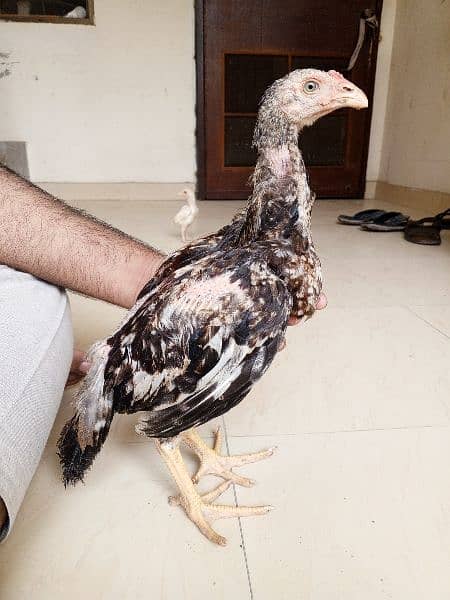 Heera aseel chicks available 19