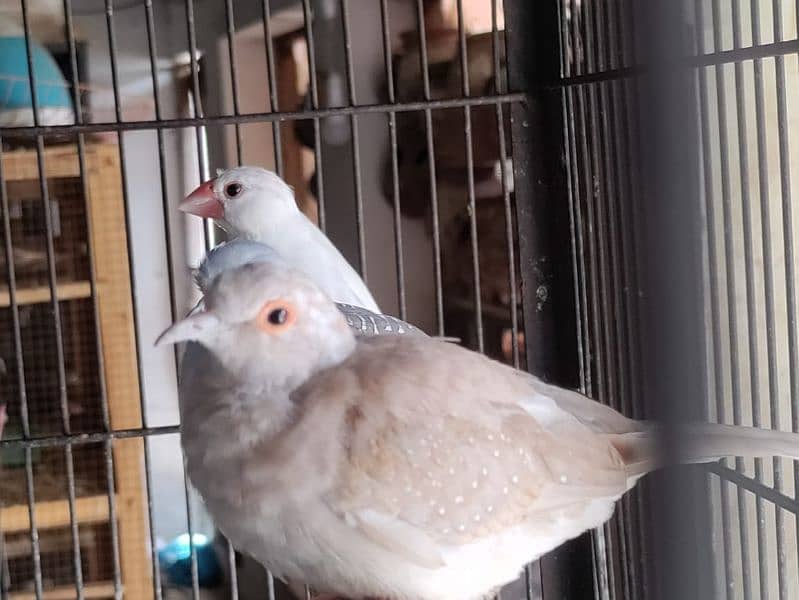 dove pair split red/blue 0