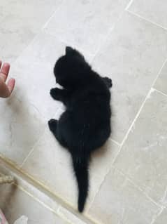 female persian black kitten age 1 month