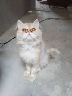 Persian Cat Female Half White and Light brown