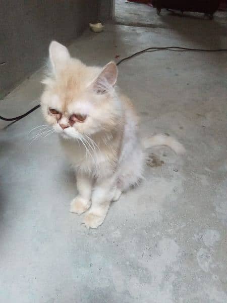 Persian Cat Female Half White and Light brown 1