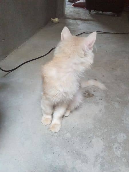 Persian Cat Female Half White and Light brown 2