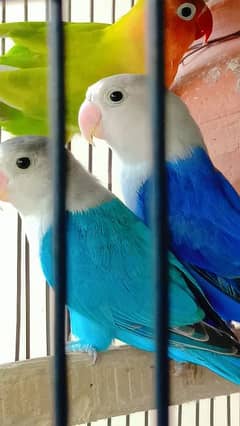 Love Birds with Ali cage in new condition