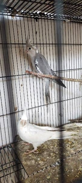 cockatiel pair 1