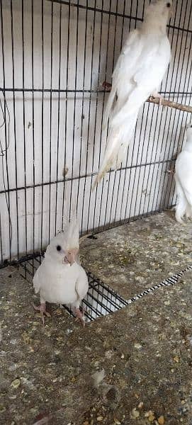 cockatiel pair 2