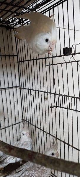 cockatiel pair 8