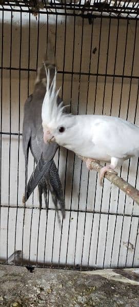 cockatiel pair 9