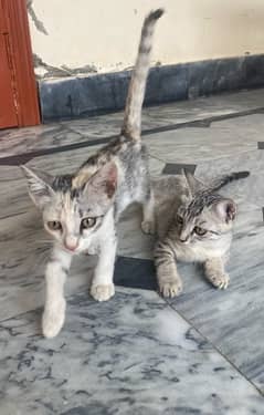 pair kitten 0
