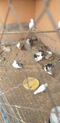 black tail +aseel chicks 3 month age and 2 month age pair 0