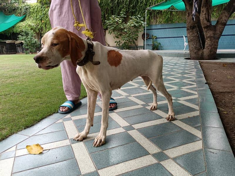 dog for sale / pointer dog / pointer female for sale 1