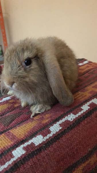 Pure bred Holland Lop 1