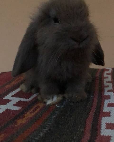 Pure bred Holland Lop 2