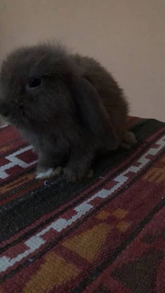 Pure bred Holland Lop 3