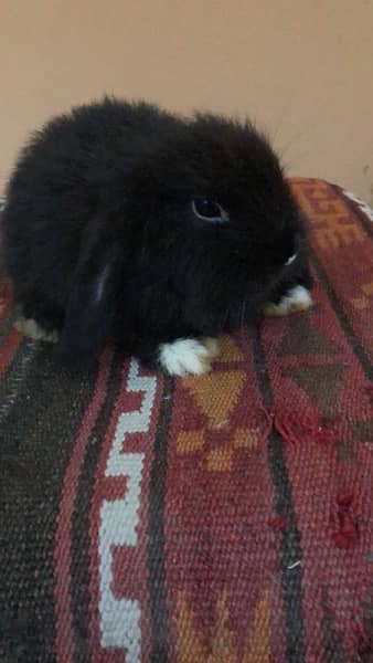 Pure bred Holland Lop 4