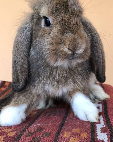 Pure bred Holland Lop 5