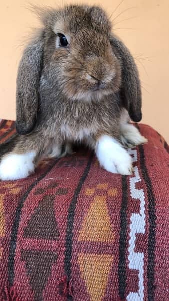 Pure bred Holland Lop 6