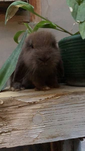 Pure bred Holland Lop 7